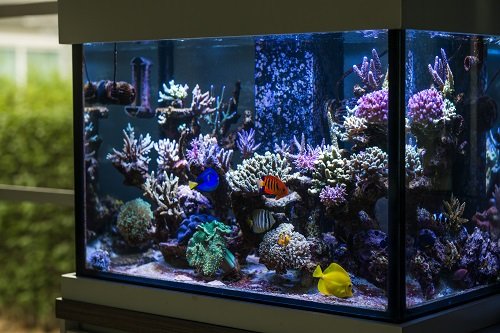Tropical marine reef aquarium setup in house