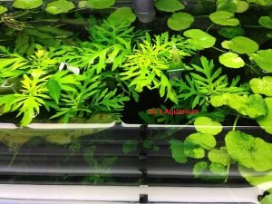 best floating aquarium plant