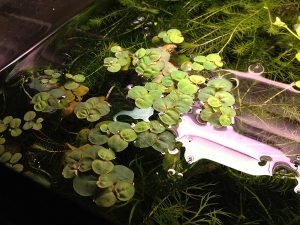 best floating aquarium plant