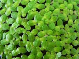 best floating aquarium plant