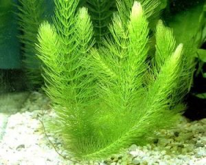 best floating aquarium plant