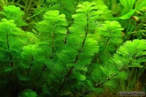 best floating aquarium plant