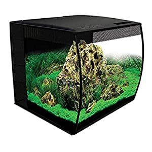 Best Fish Tanks