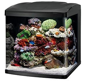 Best Fish Tanks