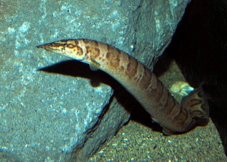 Freshwater Aquarium Eels - African Spiny Eel (Mastacembelus vanderwaali)