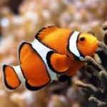 Orange clownfish with white bands beside reef habitat