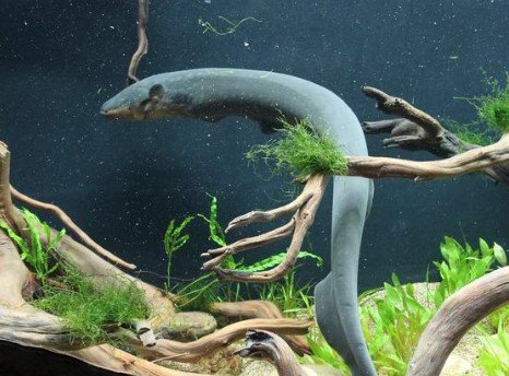 Top 10 Freshwater Aquarium Eels - What Types of & Aquarium Eel Care