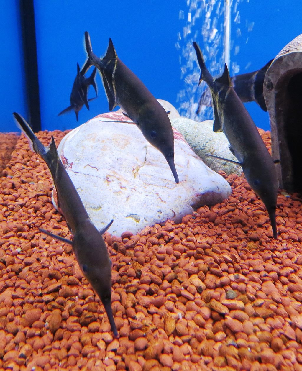 Best 15 Exotic Cool Freshwater Aquarium Fish [top picks]