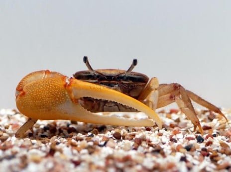 7 Best Freshwater Aquarium Crabs – Types of & Freshwater Crab Care