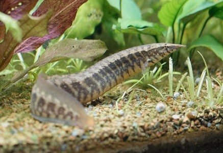 Freshwater Aquarium Eels - Half-Banded Spiny Eel (Macrognathus circumcinctus)