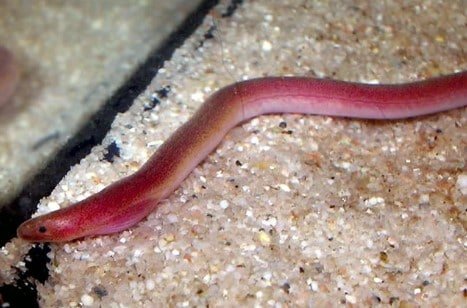 Freshwater Aquarium Eels - Pink Paddletail Eel (Moringua raitaborua)