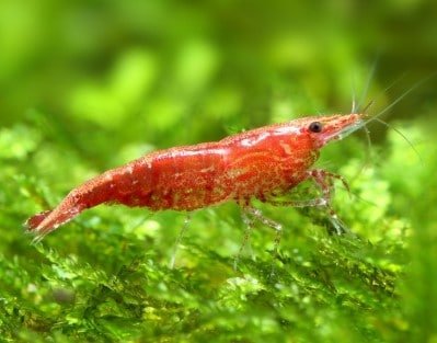 Freshwater Aquarium Shrimp