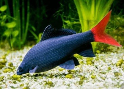 cool looking freshwater aquarium fish
