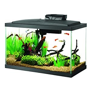 Best 10 Gallon Fish Tanks