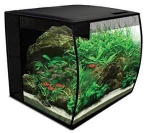 Best 10 Gallon Fish Tanks