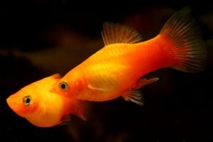 Top [2021] 15 Best Freshwater Fish for Aquarium - Aquarium Hunter