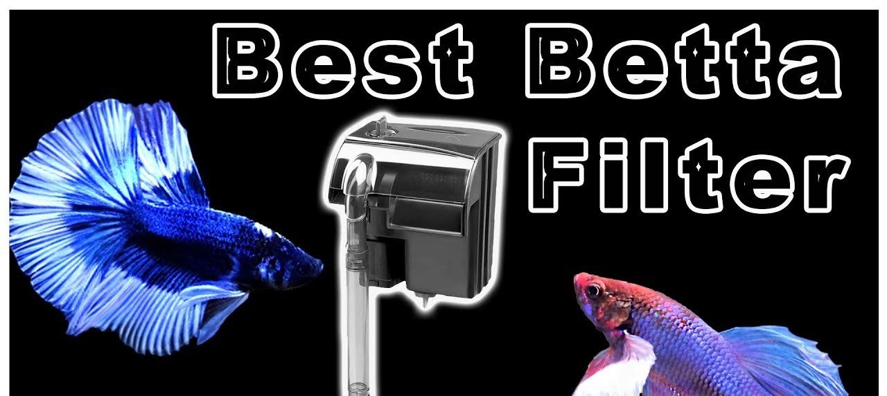 Top 10 Best Betta Filters – Make Your Betta Fish Happy & Healthy