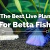 10-The-Best-Live-Plants-for-Betta-Fish