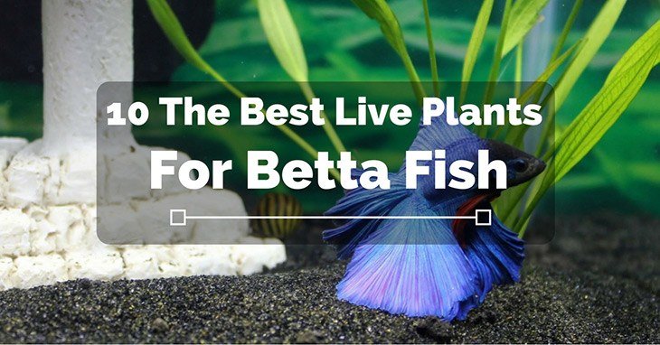 10-The-Best-Live-Plants-for-Betta-Fish