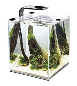 What betta fish tank to buy