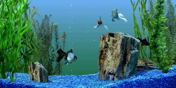Top [2022] 10 Best Aquarium Backgrounds for Types of Tanks