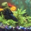 How Long can a betta fish go without food?