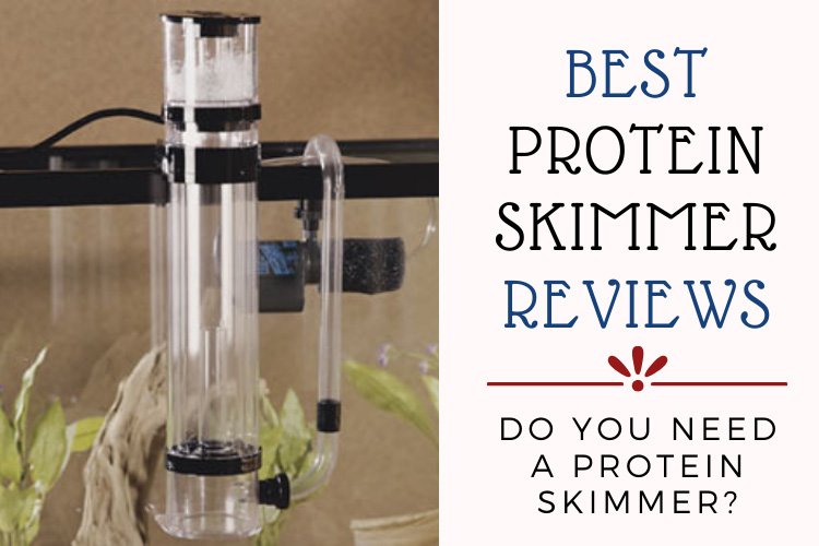 Top [2022] 15 Best Protein Skimmers For Your Aquariums & Sumps