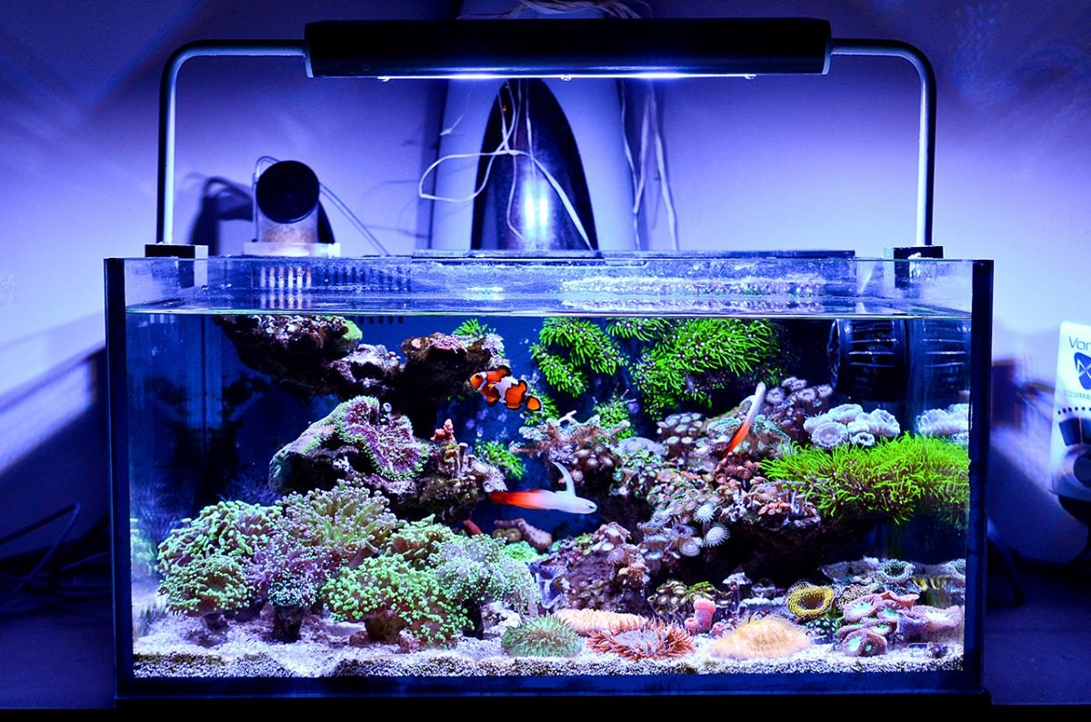 Top [2022] 10 Best Nano Reef Tank Options For Beginners