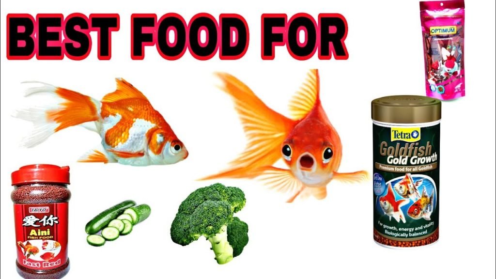 What Fish Can Live With Goldfish? 10 Best Goldfish Tank Mates List