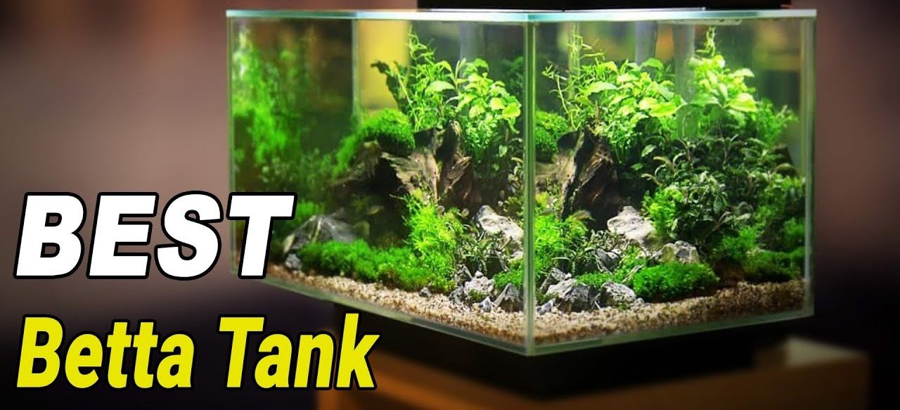 top-10-best-betta-fish-tanks-2023-reviews-buyers-guide-aquarium