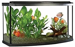 Best Goldfish Tank