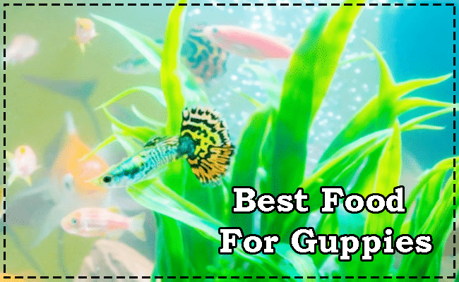 Top 10 Best Guppy Food For Color, Growth & Immune Support