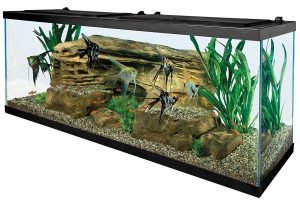 Best Goldfish Tank