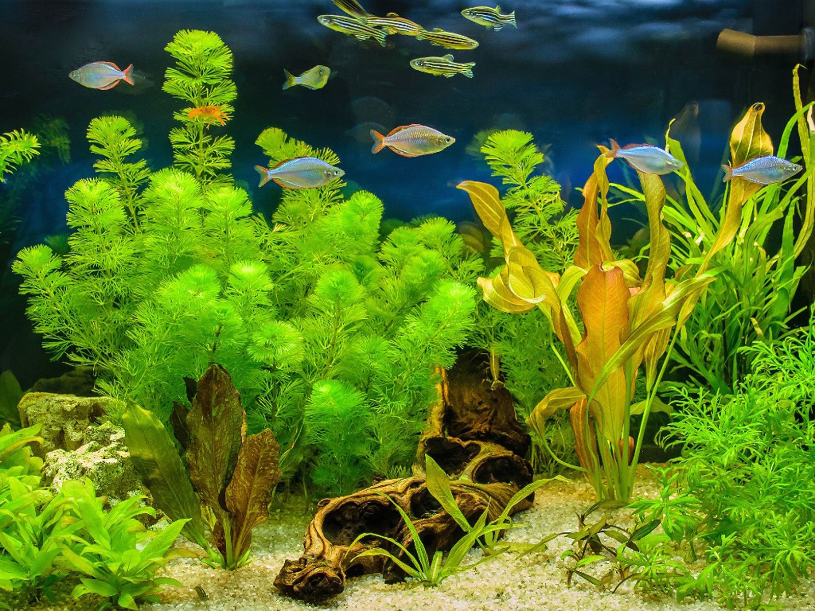 Best Artificial Aquarium Plants