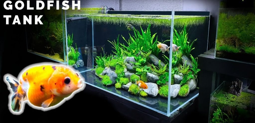 small goldfish tank size