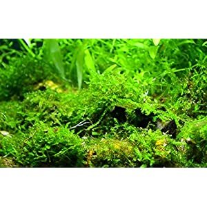 Best Aquarium Carpet Plants