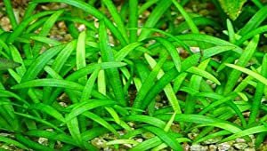 Best Aquarium Carpet Plant