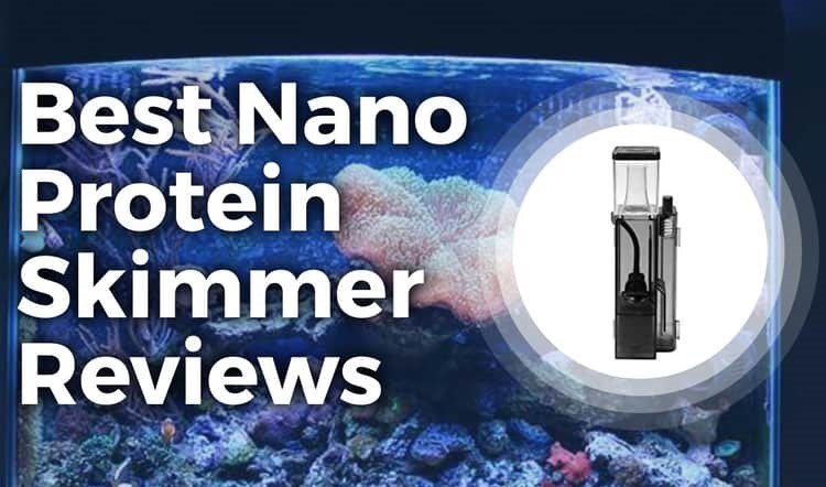 Top 10 Best Nano Protein Skimmer (2022 Buyer Guide) For Small Saltwater Tanks