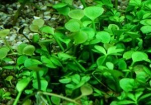 Best Aquarium Carpet Plant