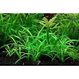 Best Low Light Aquarium Plants