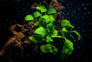 Best Low Light Aquarium Plants