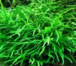 Best Low Light Aquarium Plants