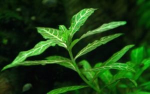 Best Low Light Aquarium Plants