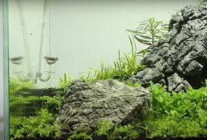 Best CO2 System for Planted Aquarium