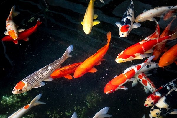 Koi pond with clear water supported by mechanical and biological filtration