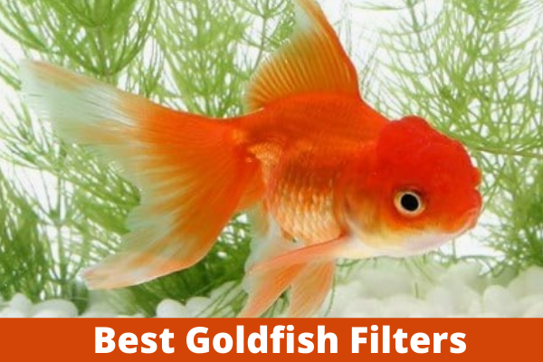Best Goldfish Filters for Your Tank (Review & Guide) 2022