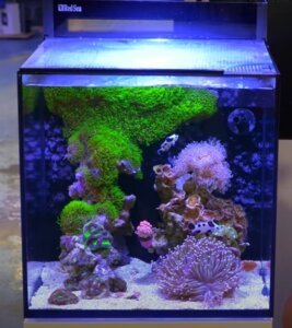 Best Nano Saltwater Fish For Your Nano Reef Tank