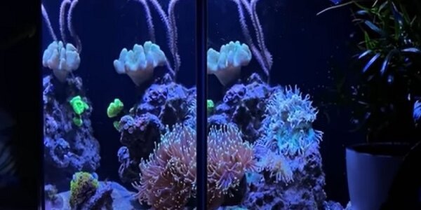 best nano saltwater fish for reef aquarium