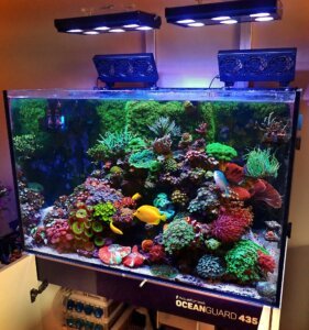 Selecting the Best Nano Saltwater Fish For Your Nano Reef Tank