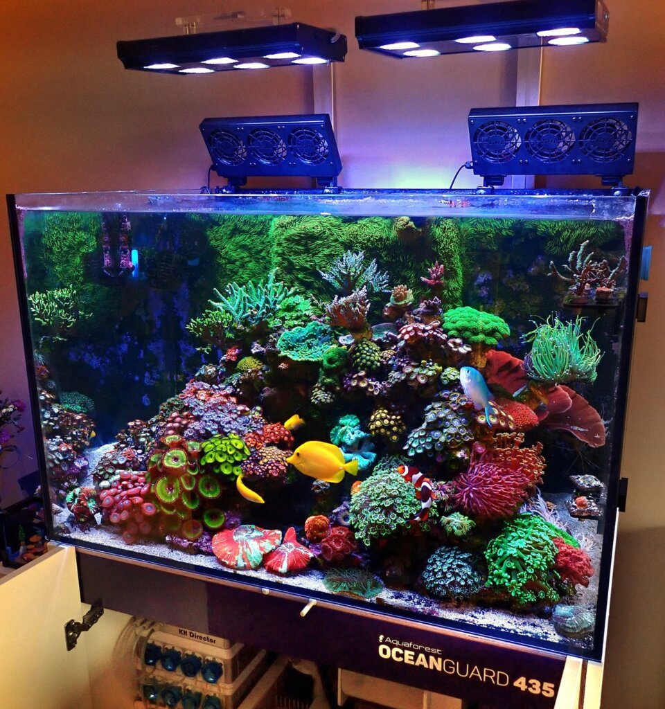 Top 15 Best Nano Saltwater Fish For Your Nano Reef Tank 2022